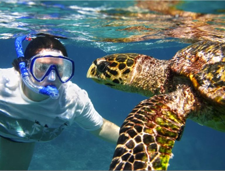team trips snorkelling with turtles
