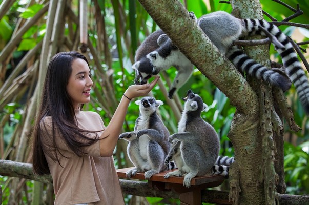 Bali Zoo, top bali attractions team trips new zealand