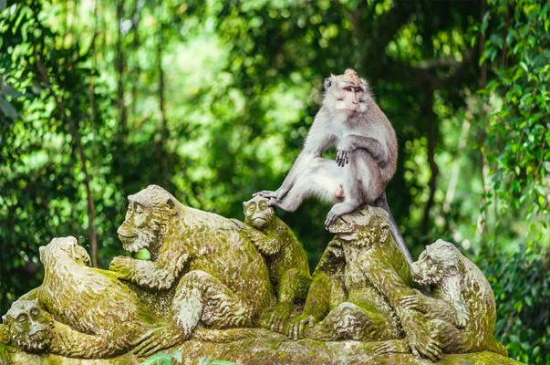 Sacred Monkey Forest Sanctuary Bali Attractions, top bali attractions team trips new zealand