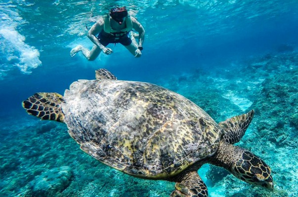Snorkelling Tour Around The Gili Islands, top bali attractions team trips new zealand