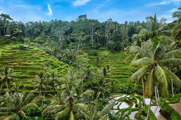 Tegalalang Rice Terrace, top bali attractions team trips new zealand