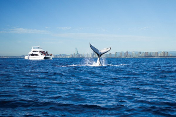 whale watching tour gold coast, top attractions gold coast