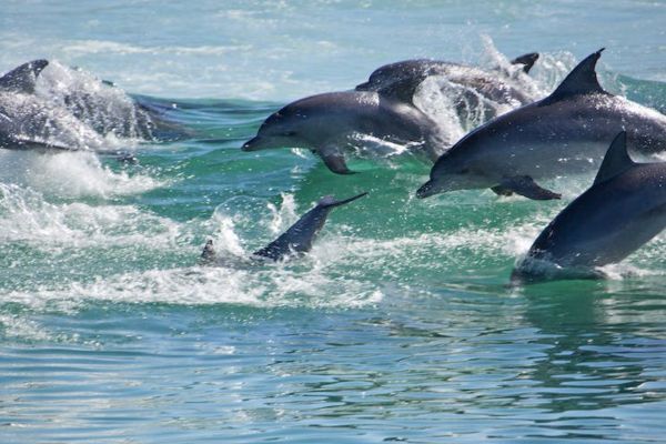 Dolphins in Port Stephens 