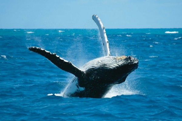 Parasail Whale-Watching Experience perth attractions