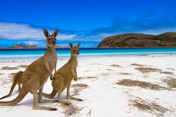 kangaroo-island-top-adelaide-attractions-team-trips